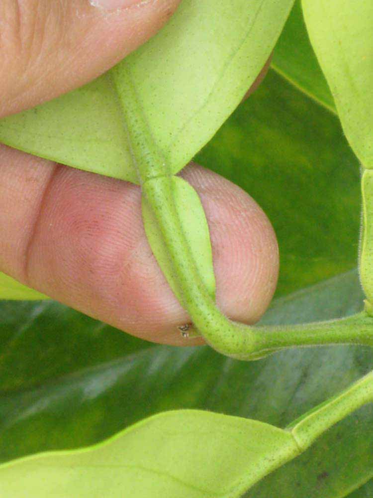              Petiole (Riverside, CA)       